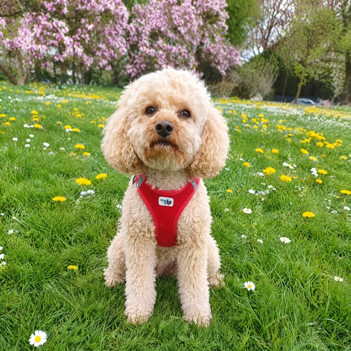 Emi auf einer Blumenwiese